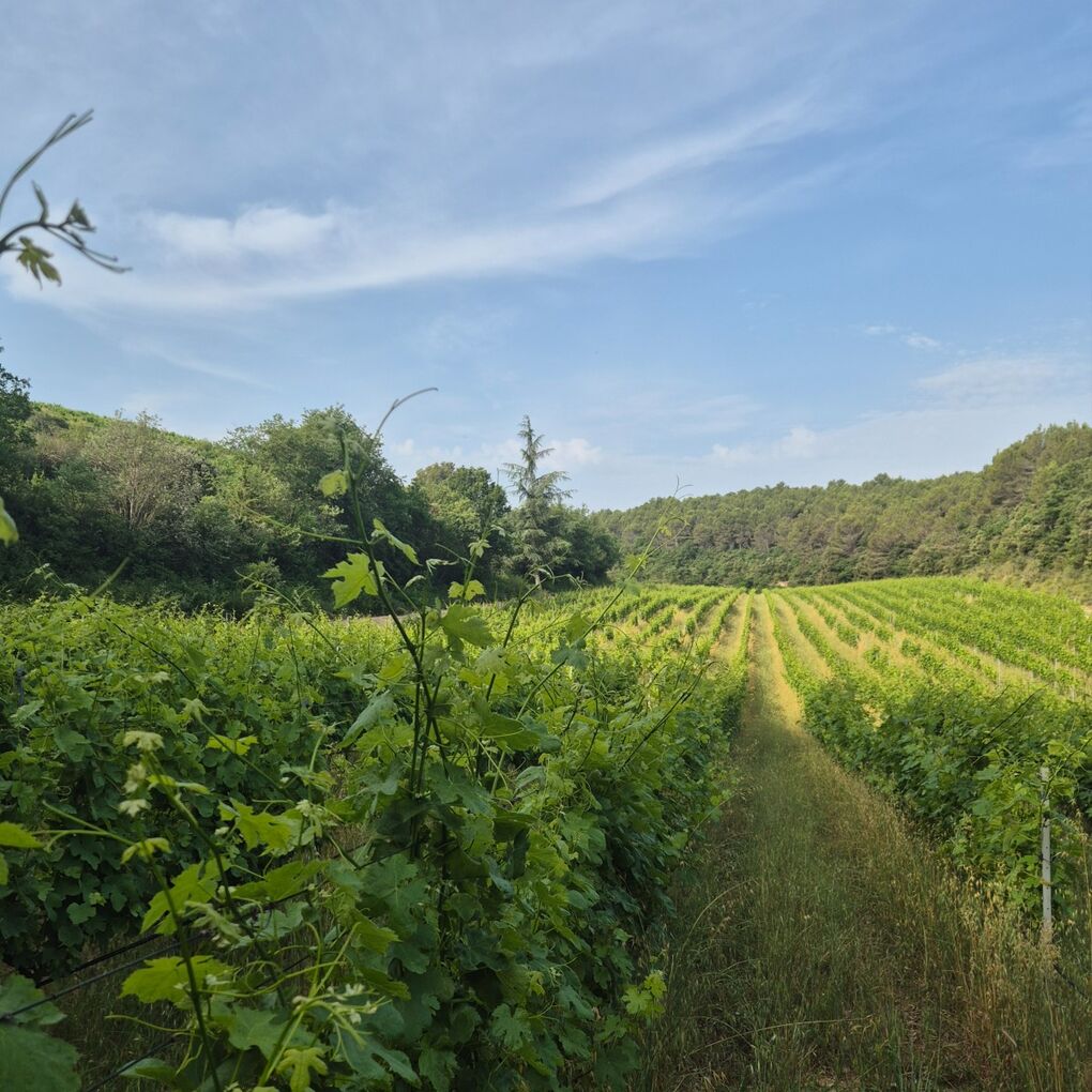 Am Fuß des Weinbergs Am Fuß des Weinbergs