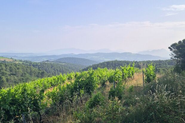 Weinberg Malmont