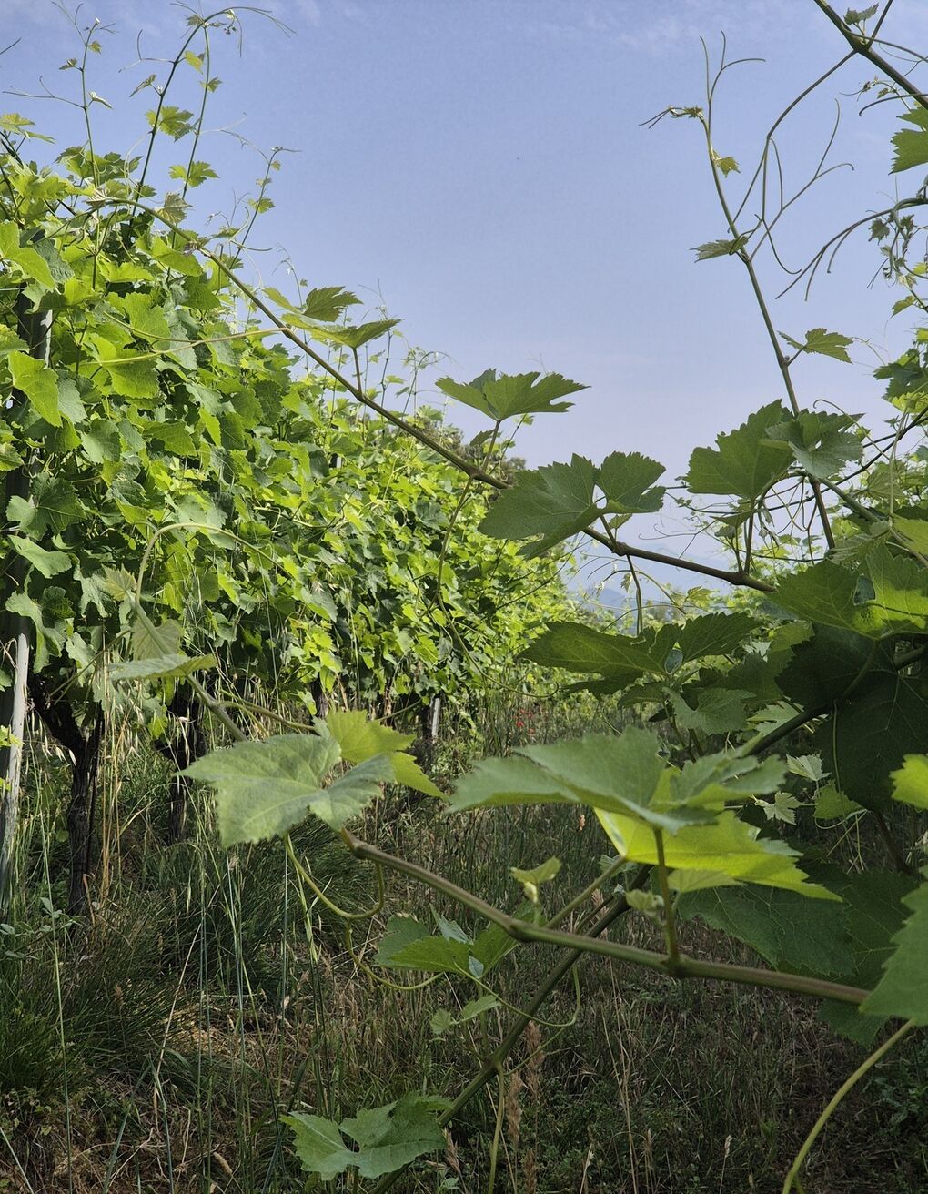 Syrah der wachsen will Syrah der wachsen will