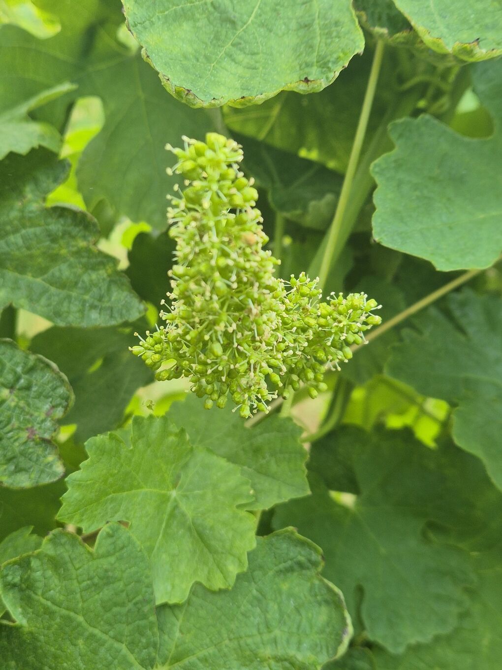 Die ersten Beeren sind da Die ersten Beeren sind da
